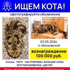 Подробнее об объявлении «Московский Пропал кот продолжаем поиск любимого кота тигра» Фото: пропала кошка  «Московский Пропал кот продолжаем поиск любимого...» в г. Московский