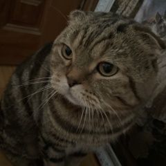 Подробнее об объявлении «Пропал кот Киржач» Фото: пропала кошка  «Пропал кот Киржач» в г. Киржач