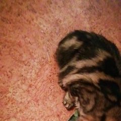 Подробнее об объявлении «Воронеж Пропала кошка.» Фото: пропала кошка  «Воронеж Пропала кошка.» в г. Воронеж