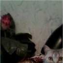 Подробнее об объявлении «Пропал кот Кемерово» Фото: пропала кошка Британская короткошерстная «Пропал кот Кемерово» в г. Кемерово