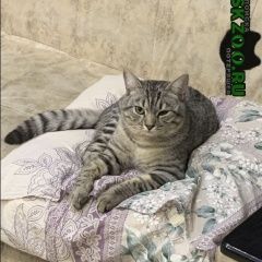 Подробнее об объявлении «Саратов Пропал кот» Фото: пропала кошка  «Саратов Пропал кот» в г. Саратов