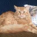 Подробнее об объявлении «Мытищи Пропал кот рыжий мейн-кун» Фото: пропала кошка Мейн-кун «Мытищи Пропал кот рыжий мейн-кун» в г. Мытищи
