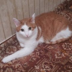 Подробнее об объявлении «Пропал кот Звенигород» Фото: пропала кошка  «Пропал кот Звенигород» в г. Звенигород