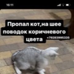 Подробнее об объявлении «Пропал кот. Черкесск Карачаево-Черкесская Республика» Фото: пропала кошка  «Пропал кот. Черкесск Карачаево-Черкесская...» в г. Черкесск Карачаево-Черкесская Республика