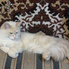 Подробнее об объявлении «Пропал кот 7мая Алматы (Алма-Ата)» Фото: пропала кошка  «Пропал кот 7мая Алматы (Алма-Ата)» в г. Алматы (Алма-Ата)