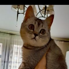 Подробнее об объявлении «Пропала кошка Чебоксары» Фото: пропала кошка  «Пропала кошка Чебоксары» в г. Чебоксары