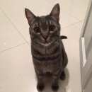 Подробнее об объявлении «Пропал кот в ночь на 07.07.2016 юбилейный проспект Реутов» Фото: пропала кошка  «Пропал кот в ночь на 07.07.2016 юбилейный...» в г. Реутов