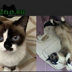 Подробнее об объявлении «Пропала кошка внимание Смоленск» Фото: пропала кошка Сиамская кошка «Пропала кошка внимание Смоленск» в г. Смоленск