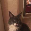 Подробнее об объявлении «Мытищи Пропал кот» Фото: пропала кошка Мейн-кун «Мытищи Пропал кот» в г. Мытищи