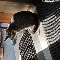 Картинка пропала кошка В городе Ессентуки потеряна киса. Ессентуки