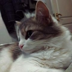 Подробнее об объявлении «Москва Пропала кошка ул. чистова» Фото: пропала кошка  «Москва Пропала кошка ул. чистова» в г. Москва
