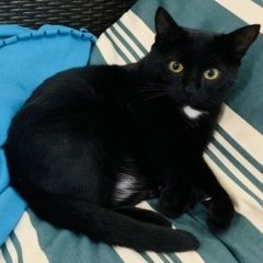 Подробнее об объявлении «Пропал кот дер.пучково Троицк» Фото: пропала кошка  «Пропал кот дер.пучково Троицк» в г. Троицк