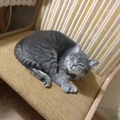 Подробнее об объявлении «Пропала кошка Курган» Фото: пропала кошка  «Пропала кошка Курган» в г. Курган