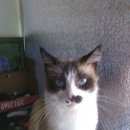 Подробнее об объявлении «Пропал кот Оренбург» Фото: пропала кошка Сиамская «Пропал кот Оренбург» в г. Оренбург