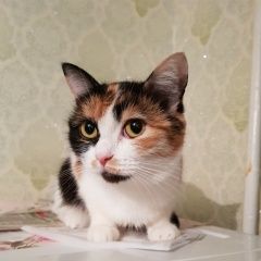 Подробнее об объявлении «Пропала кошка Курган» Фото: пропала кошка  «Пропала кошка Курган» в г. Курган