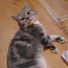 Подробнее об объявлении «Пропала кошка Курган» Фото: пропала кошка  «Пропала кошка Курган» в г. Курган