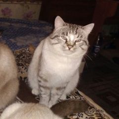 Подробнее об объявлении «Пропала кошка Курган» Фото: пропала кошка  «Пропала кошка Курган» в г. Курган