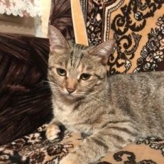 Подробнее об объявлении «Пропала кошка Рассказово» Фото: пропала кошка  «Пропала кошка Рассказово» в г. Рассказово