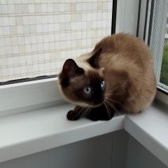 Подробнее об объявлении «Пропала кошка Томск» Фото: пропала кошка Сиамская кошка «Пропала кошка Томск» в г. Томск