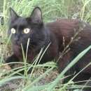 Подробнее об объявлении «Пропала кошка Томск» Фото: пропала кошка  «Пропала кошка Томск» в г. Томск