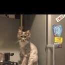 Подробнее об объявлении «Мытищи Пропал кот» Фото: пропала кошка  «Мытищи Пропал кот» в г. Мытищи