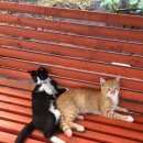 Подробнее об объявлении «Подольск Пропал кот д.кутьино» Фото: пропала кошка  «Подольск Пропал кот д.кутьино» в г. Подольск