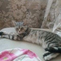 Подробнее об объявлении «Пропала кошка Королев» Фото: пропала кошка  «Пропала кошка Королев» в г. Королев