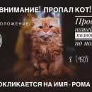 Подробнее об объявлении «Казань Пропал кот» Фото: пропала кошка Балийская (балинез) «Казань Пропал кот» в г. Казань