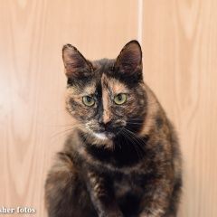 Подробнее об объявлении «Москва Пропала кошка» Фото: пропала кошка  «Москва Пропала кошка» в г. Москва