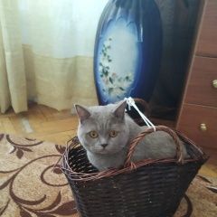 Подробнее об объявлении «Москва Пропала кошка» Фото: пропала кошка Британская короткошерстная «Москва Пропала кошка» в г. Москва