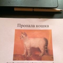 Подробнее об объявлении «Пропала кошка Москва» Фото: пропала кошка  «Пропала кошка Москва» в г. Москва