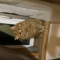 Подробнее об объявлении «Истра Пропал кот» Фото: пропала кошка  «Истра Пропал кот» в г. Истра