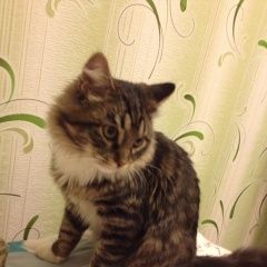 Подробнее об объявлении «Пропал кот Орехово-Зуево» Фото: пропала кошка  «Пропал кот Орехово-Зуево» в г. Орехово-Зуево