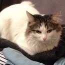 Подробнее об объявлении «Мытищи Пропал кот» Фото: пропала кошка  «Мытищи Пропал кот» в г. Мытищи