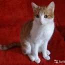 Подробнее об объявлении «Бердск Пропала кошка» Фото: пропала кошка  «Бердск Пропала кошка» в г. Бердск