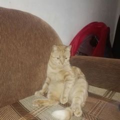 Подробнее об объявлении «Пропала кошка Энгельс» Фото: пропала кошка  «Пропала кошка Энгельс» в г. Энгельс