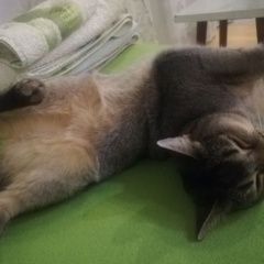 Подробнее об объявлении «Пропала кошка 27 января 2023 года Пироговский» Фото: пропала кошка Абиссинская кошка «Пропала кошка 27 января 2023 года Пироговский» в г. Пироговский