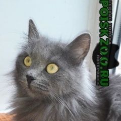Подробнее об объявлении «Тула Пропала кошка» Фото: пропала кошка  «Тула Пропала кошка» в г. Тула