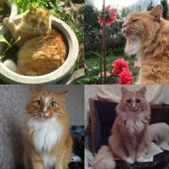 Подробнее об объявлении «Пропал кот Смоленск» Фото: пропала кошка  «Пропал кот Смоленск» в г. Смоленск