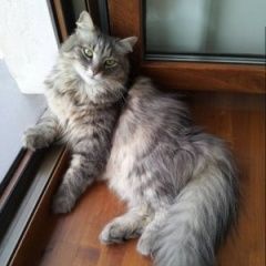 Подробнее об объявлении «Пропал кот Санкт-Петербург» Фото: пропала кошка  «Пропал кот Санкт-Петербург» в г. Санкт-Петербург
