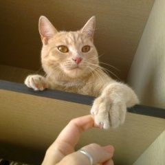 Подробнее об объявлении «Ульяновск Пропала кошка» Фото: пропала кошка  «Ульяновск Пропала кошка» в г. Ульяновск