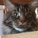 Подробнее об объявлении «Икша Пропал кот село игнатово» Фото: пропала кошка Мейн-кун «Икша Пропал кот село игнатово» в г. Икша