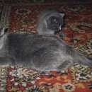 Подробнее об объявлении «Адлер Пропала кошка британка окрас голубой.» Фото: пропала кошка Британская короткошерстная «Адлер Пропала кошка британка окрас голубой.» в г. Адлер