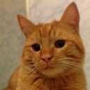 Подробнее об объявлении «Пропал кот Железнодорожный (Московск.)» Фото: пропала кошка  «Пропал кот Железнодорожный (Московск.)» в г. Железнодорожный (Московск.)