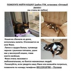 Подробнее об объявлении «Нижний Тагил Пропала кошка» Фото: пропала кошка  «Нижний Тагил Пропала кошка» в г. Нижний Тагил
