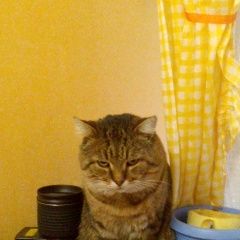 Подробнее об объявлении «Пропал кот Одинцово» Фото: пропала кошка  «Пропал кот Одинцово» в г. Одинцово