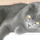 Подробнее об объявлении «Воронеж Пропал кот ик» Фото: пропала кошка Шотландская вислоухая «Воронеж Пропал кот ик» в г. Воронеж
