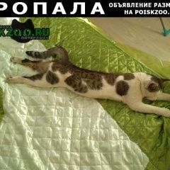 Подробнее об объявлении «Пенза Пропал кот» Фото: пропала кошка  «Пенза Пропал кот» в г. Пенза