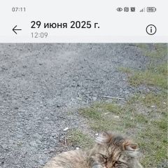 Подробнее об объявлении «Ярославль Пропала кошка» Фото: пропала кошка  «Ярославль Пропала кошка» в г. Ярославль
