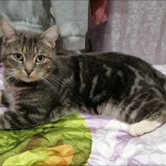 Подробнее об объявлении «Пропал кот Воронеж» Фото: пропала кошка  «Пропал кот Воронеж» в г. Воронеж